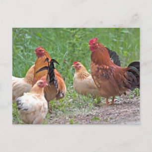 USA, Nebraska. Chickens Postkarte