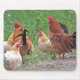 USA, Nebraska. Hühner Mousepad