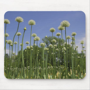 USA, Neuengland, Massachusetts, Boston, 3 Mousepad