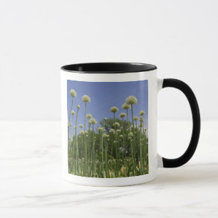 USA, Neuengland, Massachusetts, Boston, 3 Tasse