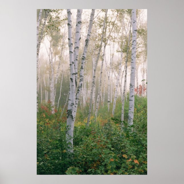 USA, New Hampshire. Birken beim Abräumen von Nebel Poster (Vorne)