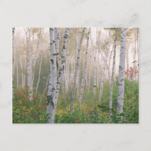 USA, New Hampshire. Birken im auflösenden Nebel Postkarte