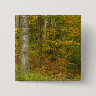 USA, New Hampshire, Livermore, Weißer Berg Button