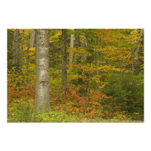 USA, New Hampshire, Livermore, Weißer Berg Fotodruck