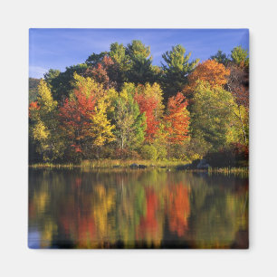USA, New Hampshire, Moultonborough. Bäume in Magnet