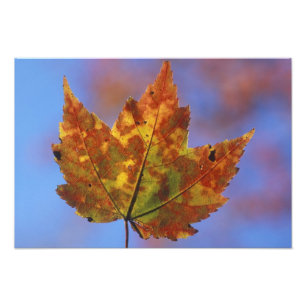 USA, New Hampshire, White Mountains, Franconia Fotodruck