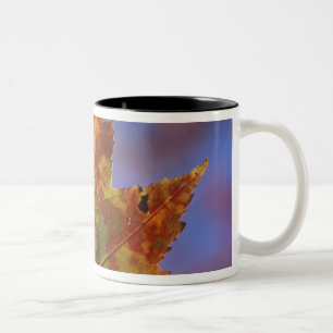 USA, New Hampshire, White Mountains, Franconia Zweifarbige Tasse