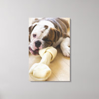 USA, New Jersey, Jersey City, Niedlicher Bulldogge