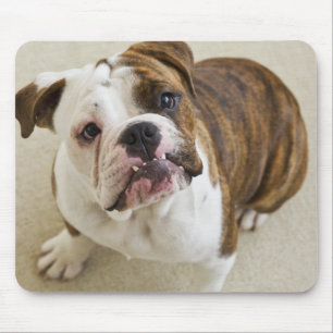 USA, New Jersey, Jersey City, Portrait of niedlich Mousepad