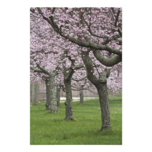 USA, New York, East Hampton. Kirschbäume in Fotodruck