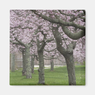 USA, New York, East Hampton. Kirschbäume in Magnet