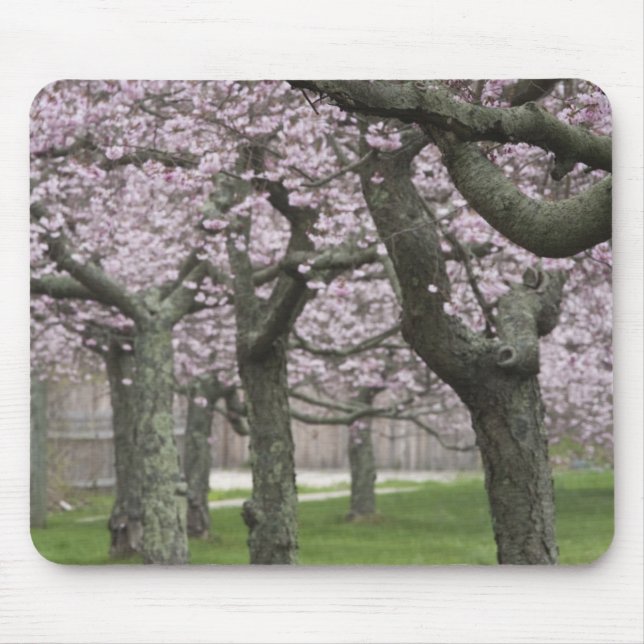 USA, New York, East Hampton. Kirschbäume in Mousepad (Vorne)