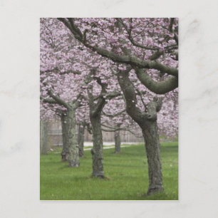 USA, New York, East Hampton. Kirschbäume in Postkarte