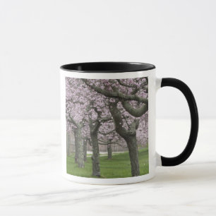 USA, New York, East Hampton. Kirschbäume in Tasse