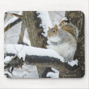 USA, New York, New York City, Eichhörnchen sitzen Mousepad