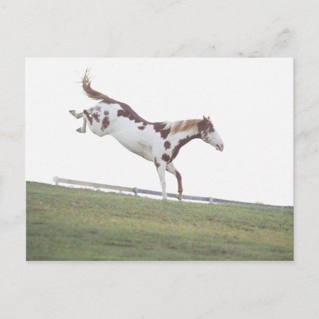 USA, New York Staat, Hudson, Horse springen ein Postkarte (Vorderseite)