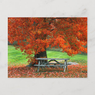 USA, New York, West Park. Bank unter Ahorn Postkarte