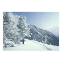 USA, NH, schneebedeckte Bäume Wege Snoeshoe