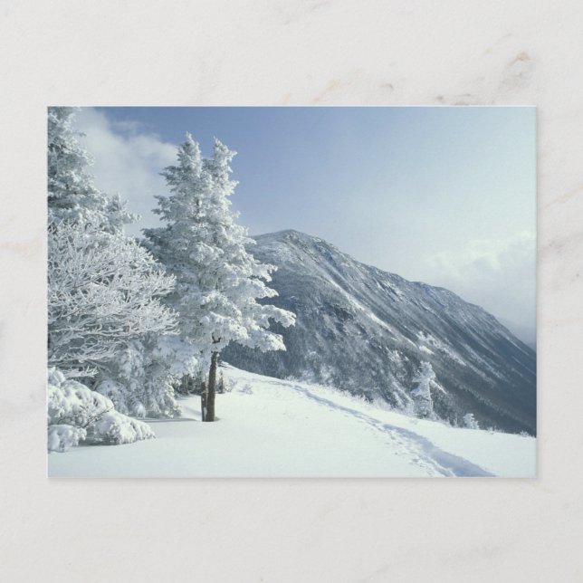 USA, NH, Schneebedeckte Baumwege Snoeshoe Postkarte (Vorderseite)