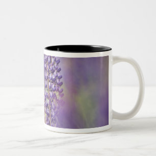 USA, Nordost-Minnesota, bei Silver Bay, Zweifarbige Tasse