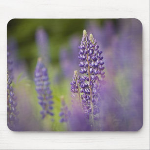 USA, Nordost-Minnesota, nahe Silver Bay, Mousepad