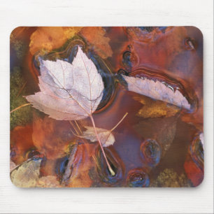 USA, Nordosten, Herbstlaub in einer Pfütze mit Mousepad