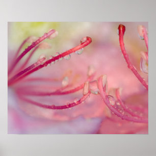 USA, North Carolina. Catawba Rhododendron mit Poster