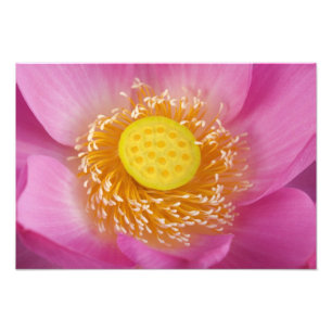 USA; North Carolina; Lotus blüht in Fotodruck