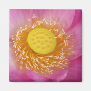 USA; North Carolina; Lotus blüht in Magnet