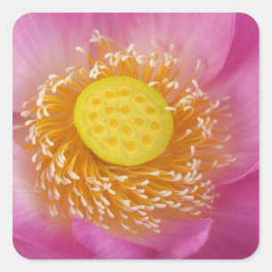 USA; North Carolina; Lotus blüht in Quadratischer Aufkleber