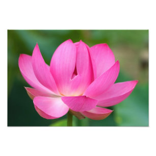 USA; North Carolina; Lotus blum Fotodruck