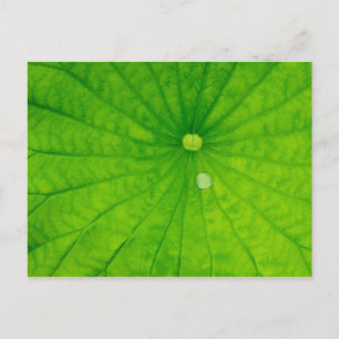USA; North Carolina; Lotusblatt mit Tautropfen Postkarte