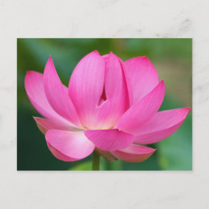 USA; North Carolina; Lotusblüte Postkarte