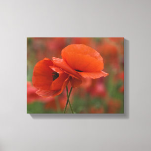 USA, North Carolina. Zwei rote Mohnblumen Leinwanddruck