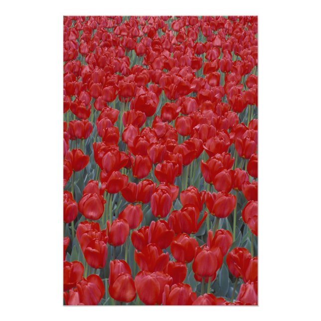 USA, Ohio, Cincinnati. Bett aus roten Tulpen Fotodruck (Vorne)