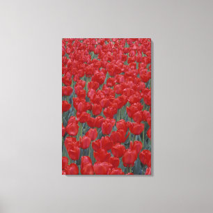 USA, Ohio, Cincinnati. Bett aus roten Tulpen Leinwanddruck