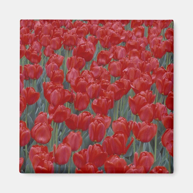 USA, Ohio, Cincinnati. Bett aus roten Tulpen Magnet (Vorne)