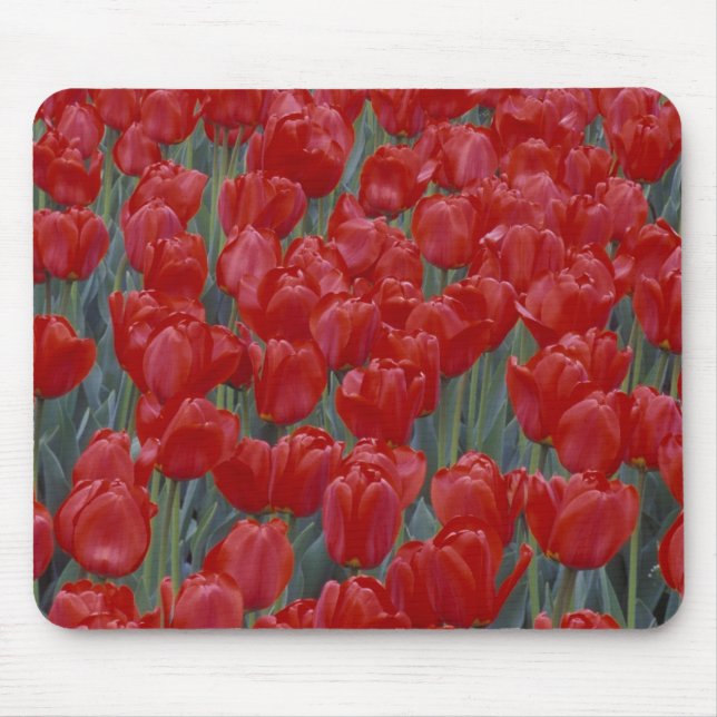 USA, Ohio, Cincinnati. Bett aus roten Tulpen Mousepad (Vorne)