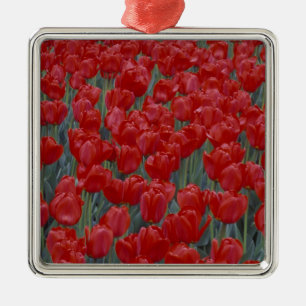 USA, Ohio, Cincinnati. Bett aus roten Tulpen Ornament Aus Metall
