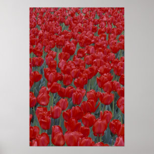 USA, Ohio, Cincinnati. Bett aus roten Tulpen Poster