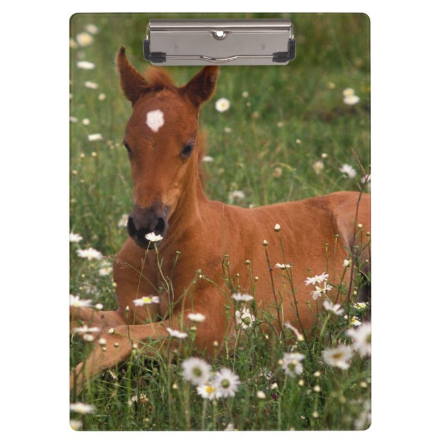 USA, Oregon, Arabian Pony. Klemmbrett (Vorderseite)