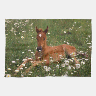 USA, Oregon, Arabian Pony. Küchentuch