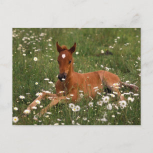 USA, Oregon, Arabian Pony. Postkarte