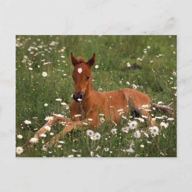 USA, Oregon, Arabian Pony. Postkarte (Vorderseite)