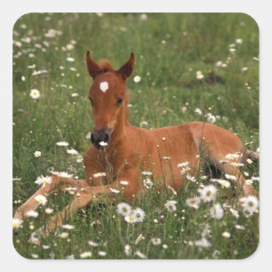 USA, Oregon, Arabisches Pony. Quadratischer Aufkleber