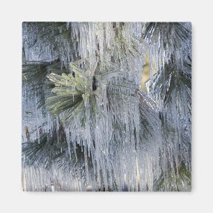 USA, Oregon, Bend. Das Eis auf der Ponderosa-Kiefe Magnet