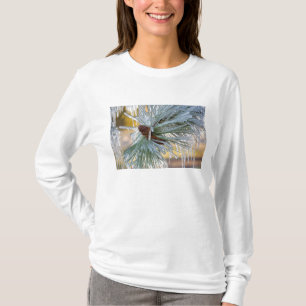 USA, Oregon, Bend. Ponderosa-Kiefernadeln sind T-Shirt