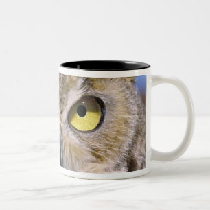 USA, Oregon, Bend. Virginia-Uhus sind häufig Zweifarbige Tasse