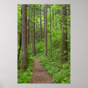 USA, Oregon, Columbia River Gorge. Elowah Falls Poster