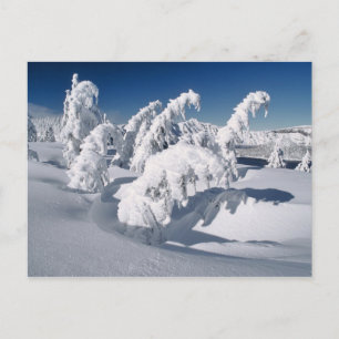 USA, Oregon, Crater Lake NP. Bäume ersticken unter Postkarte